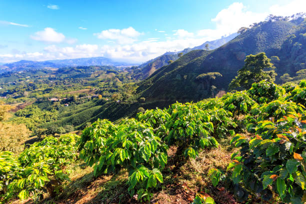 istock Coffee plants in the morning light 882144828