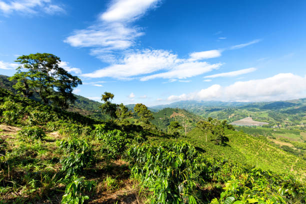 istock Blue sky over a Colombian Coffee Plantation 882144830