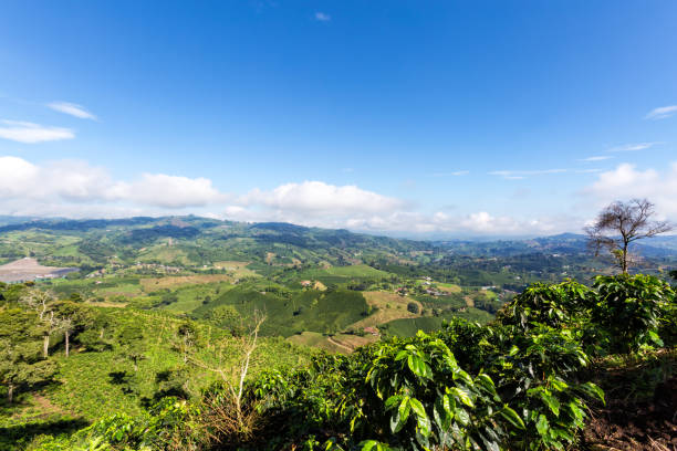 istock Coffee Growing in the sun 882145098