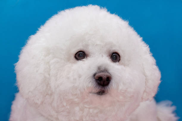 istock Cute bichon frise close up. 882151460