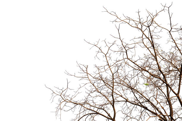 istock Dry branches without leaves in the fall on a white background 882152694