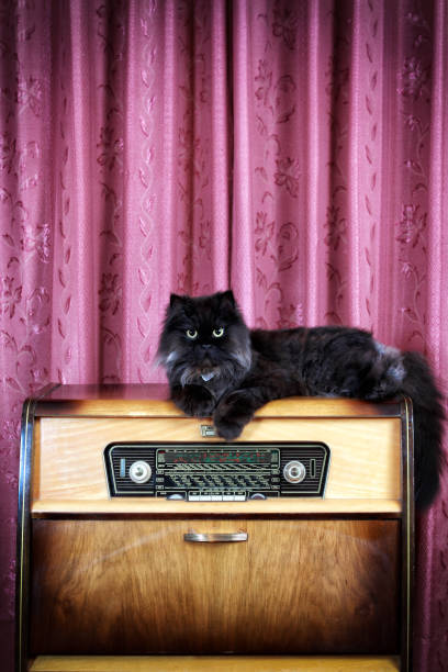 istock Black cat on the retro radio 882154988