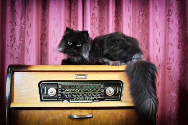 Black cat on the retro radio