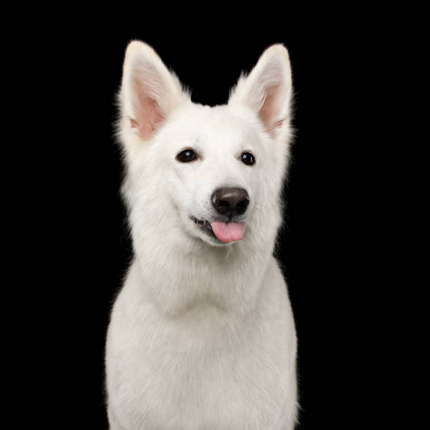 istock Swiss Shepherd dog on Isolated Black Background 882156198