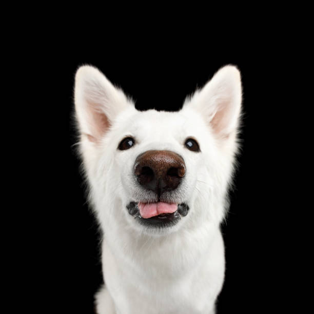 istock Swiss Shepherd dog on Isolated Black Background 882156520