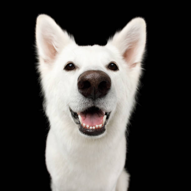 istock Swiss Shepherd dog on Isolated Black Background 882156772