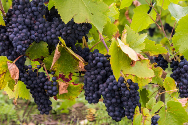 Pinot Noir Grapes Champagne Autumn Blue Pinot Noir Grapes in the Champagne region in Autumn near Verzy and Reims. champagne grapes stock pictures, royalty-free photos & images