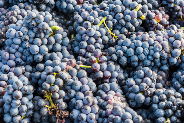 istock Harvest Bunch Pinot Noir Grapes 882162196
