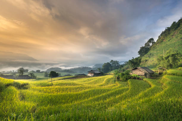 istock Dawn on rice fields prepares the harvest at northwest Vietnam 882168504