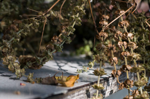 istock Dry basil herbs is laying on the table. Background in brown colors 882169154