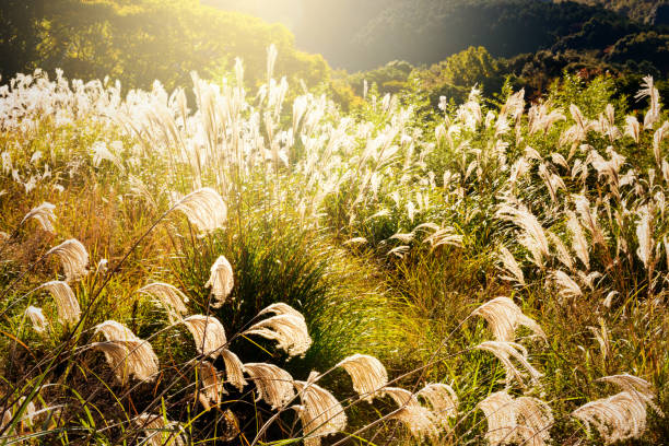 Winter pampas grass Winter pampas grass. Field of Japan. indian summer stock pictures, royalty-free photos & images