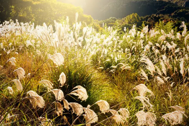 Winter pampas grass. Field of Japan.