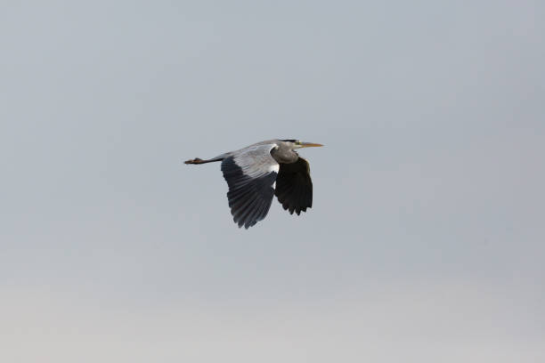 istock gray heron bird (ardea cinerea) flying in gray sky 882169462