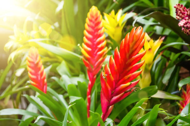 Flowering vriesea plants of tropical moist forest. Flowering vriesea plants of tropical moist forest aechmea fasciata stock pictures, royalty-free photos & images
