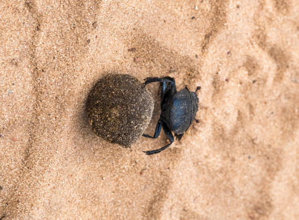 istock Dung beetle carrying its precious load across large distances, Khama Rhino Sanctuary, Serowe, Botswana 882179914