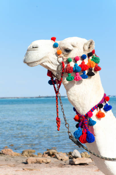 istock Portrait of proud white camel head. Camelus dromedarius 882186486