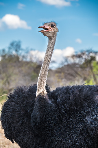 Male ostrich, Mokolodi Nature Reserve, Gaborone, Botswana,