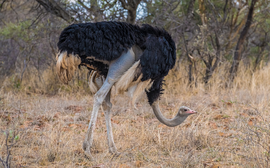 Male ostrich, Mokolodi Nature Reserve, Gaborone, Botswana,