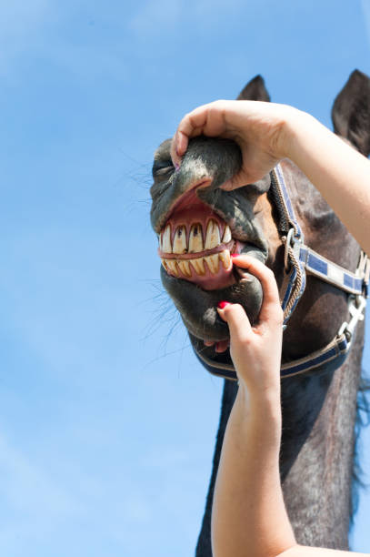istock Inspecting horse teeth and health. Multicolored outdoors image. 882189968