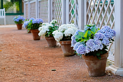 Blue and white hydrangeas in the pots at the white fence in the park