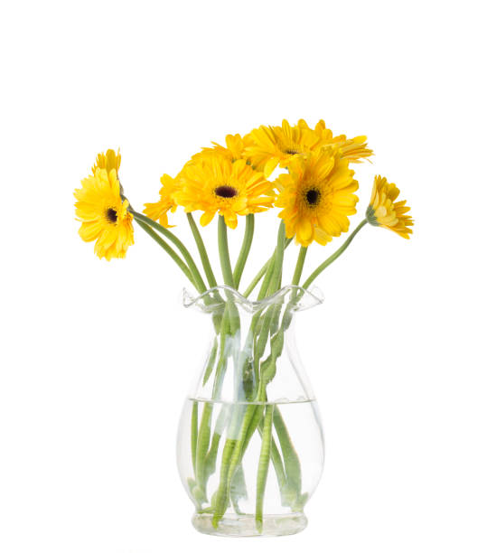 amarelo de gérberas em vaso - gerbera daisy stem flower head pink - fotografias e filmes do acervo
