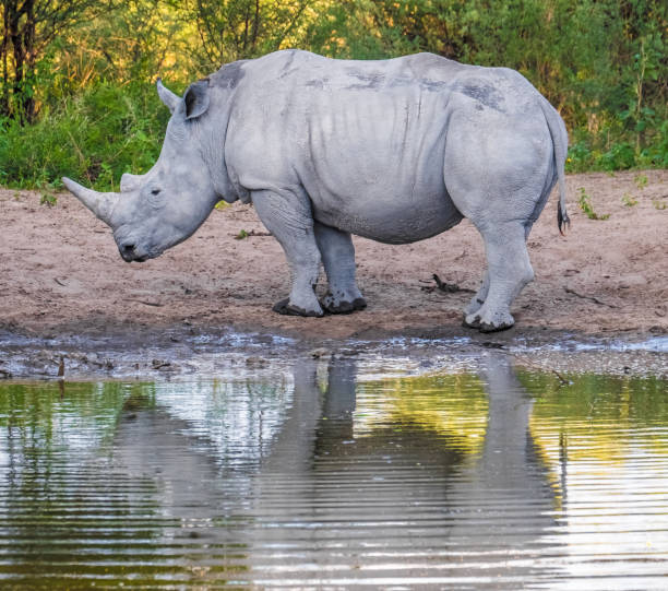 istock White Rhinos taking a mud bath, Khama Rhino Sanctuary, Serowe, Botswana 882193308