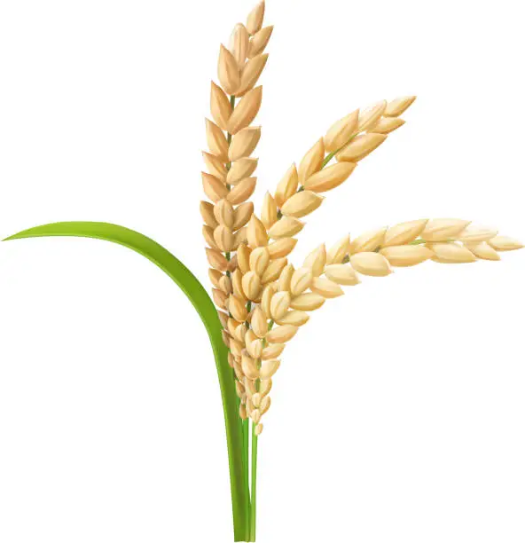 Vector illustration of Rice ear realistic vector illustration