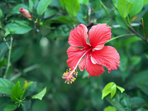 Vivid red hibiscus is blooming the garden during a beautiful morning sunshine day, green leaf background