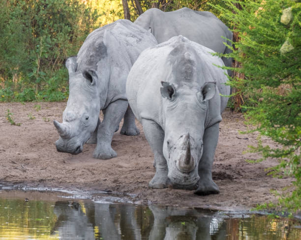 istock White Rhinos taking a mud bath, Khama Rhino Sanctuary, Serowe, Botswana 882197168