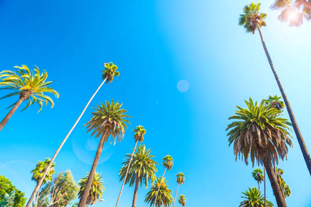 istock Palm Trees in Beverly Hills, Los Angeles 882200800