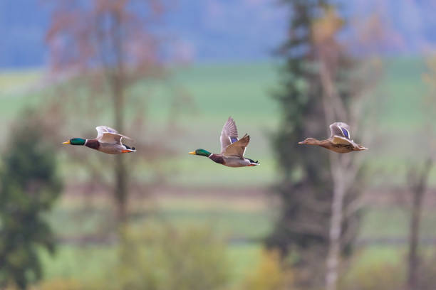 istock three mallard ducks (anas platyrhynchos) flying in front of trees 882201296