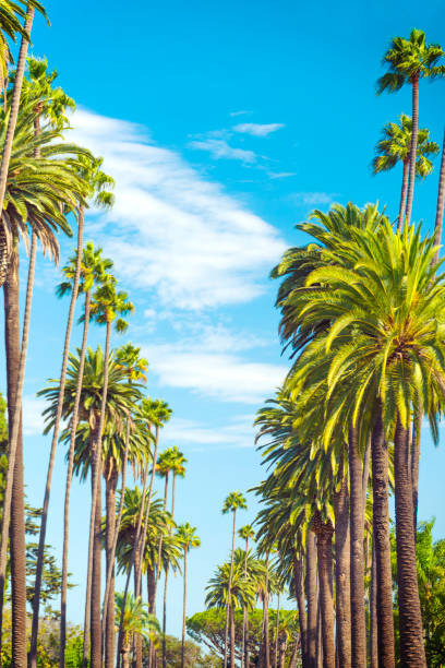 istock Palm Trees in Beverly Hills, Los Angeles 882201474