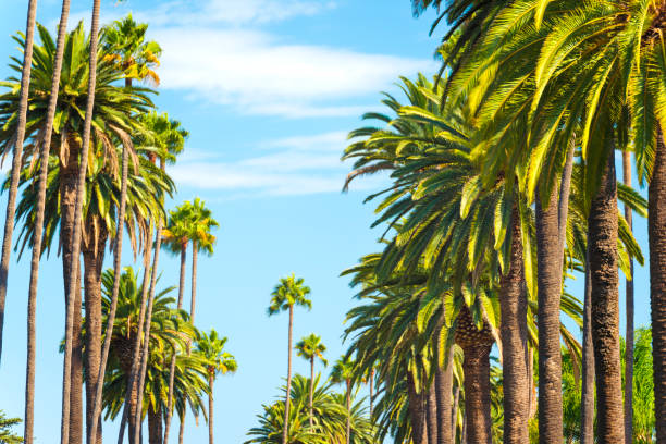 istock Palm Trees in Beverly Hills, Los Angeles 882204804