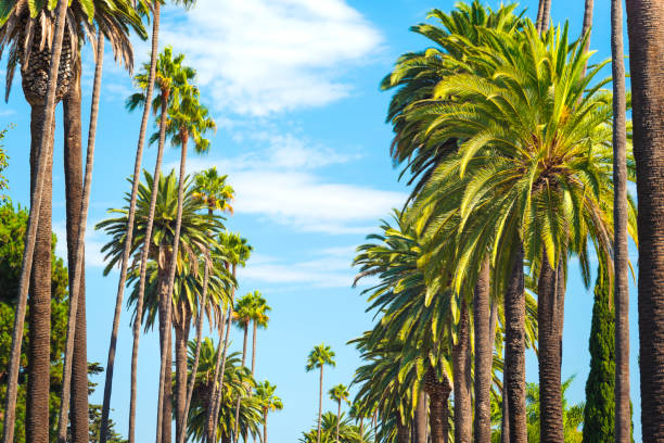Palm Trees in Beverly Hills, Los Angeles Palm Trees in Beverly Hills, Los Angeles, named Washingtonia robusta (Mexican fan palm) fan palm tree photos stock pictures, royalty-free photos & images
