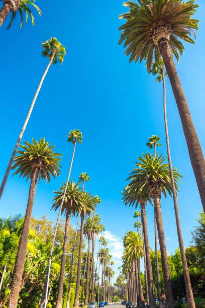 Palm Trees in Beverly Hills, Los Angeles