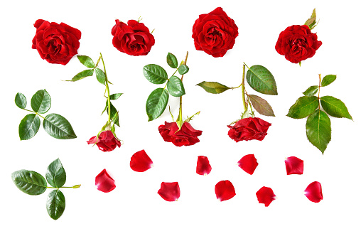 Composición de flores. Rosas rojas aisladas sobre fondo blanco. Vista plana endecha, superior. photo