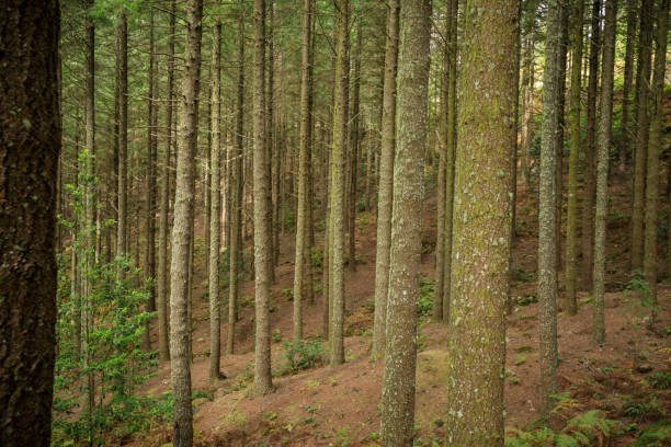 thick forest in the Madeira mountains