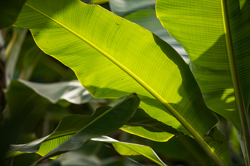 Banana leaves in a agricultural plantation