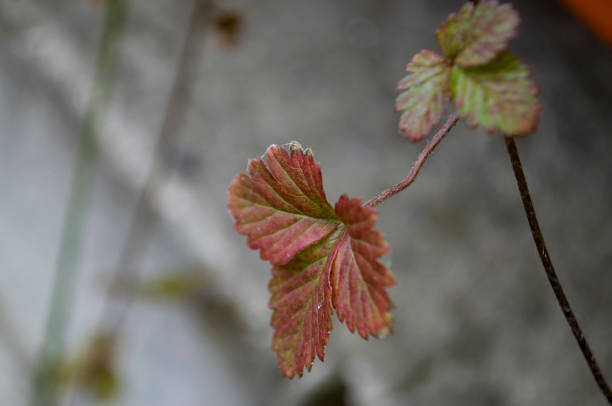Strawberries leaves on the grey stone background
