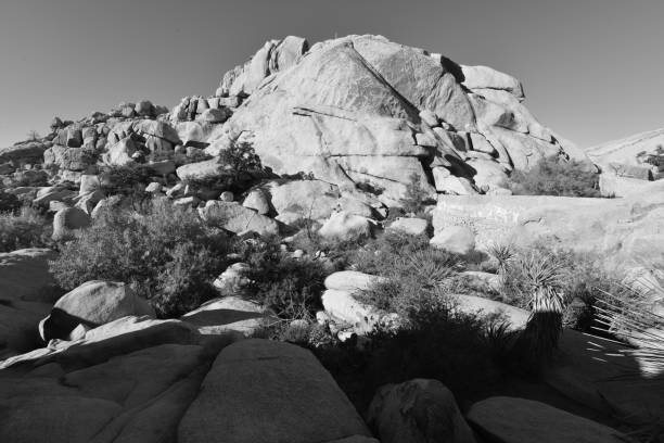 istock Joshua Tree National park 882222518