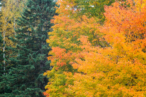 Foliage yellow green orange