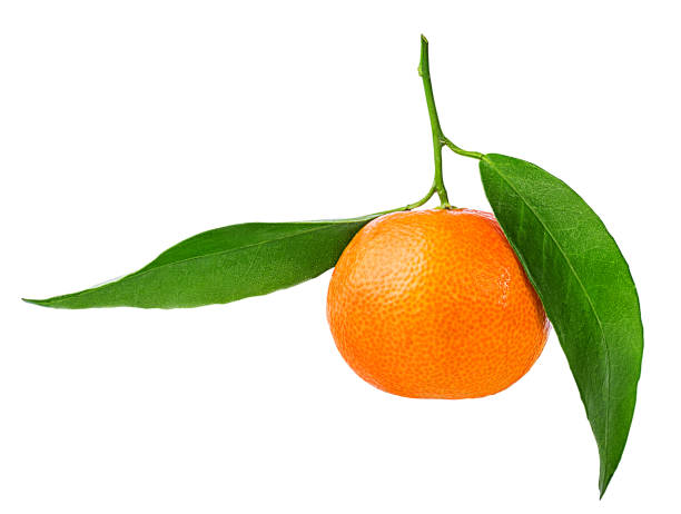 istock tangerine or mandarin fruit isolated on white 882228926