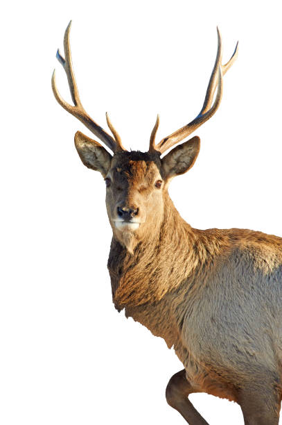istock The red deer on a white background. 882229388