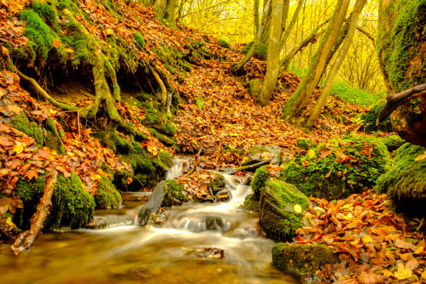 istock Small creek with autumn colors in the Beech tree forest in the Eifel 882246730