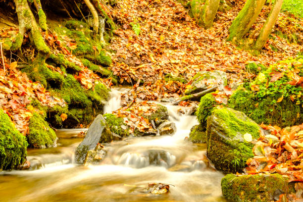 istock Small creek with autumn colors in the Beech tree forest in the Eifel 882248892