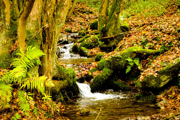 Small creek with autumn colors in the Beech tree forest of the Eifel in Germany during a beautiful fall day.
