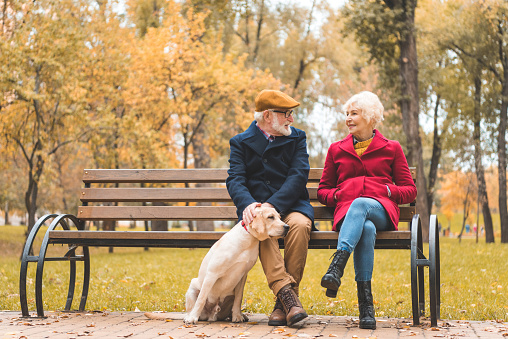 cheerful senior couple with labrador retriever dog sitting on bench in autumn park