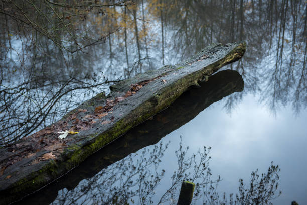 istock wood and reflections on a lake - autumn 882249052