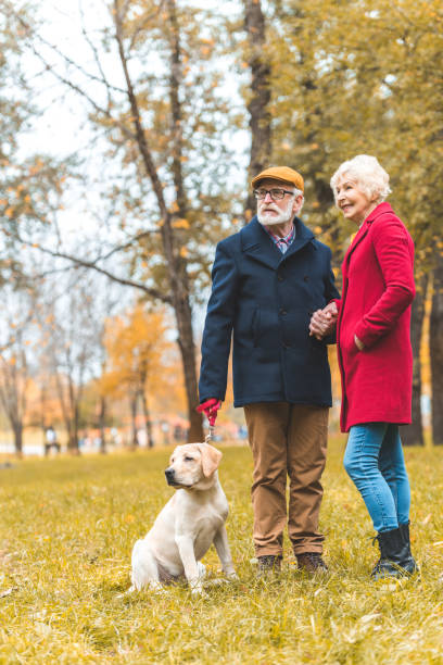 istock senior couple walking with dog in park 882249316