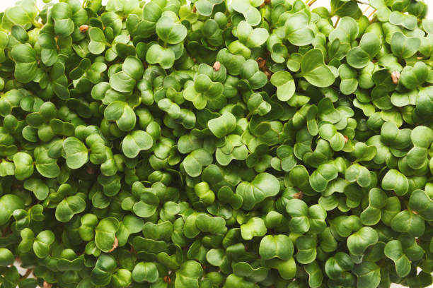 organisch wachsende mikro grüns closeup - eating utensil green pea vegetarian food organic stock-fotos und bilder